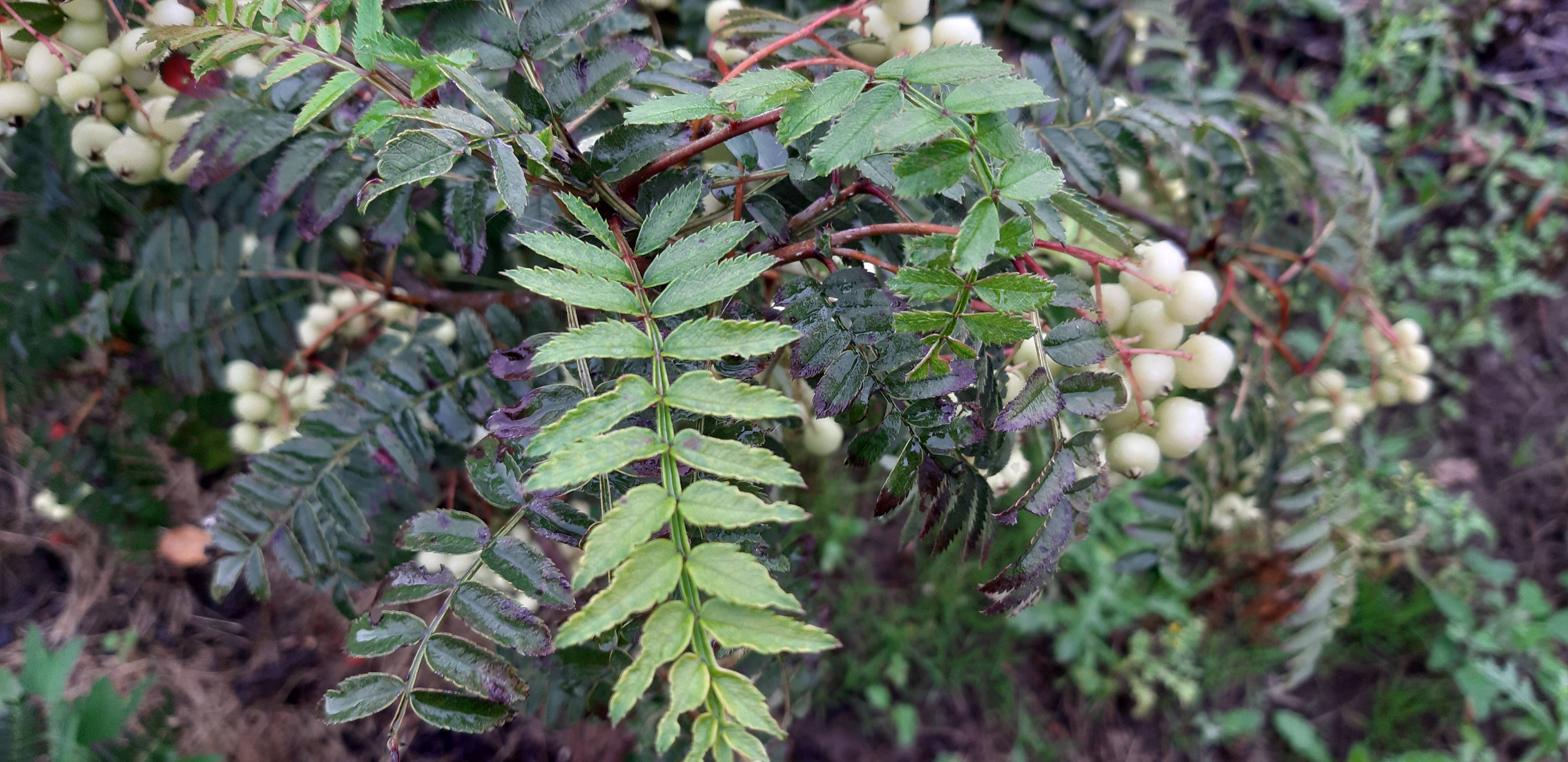 Sorbus frutescens (2)
